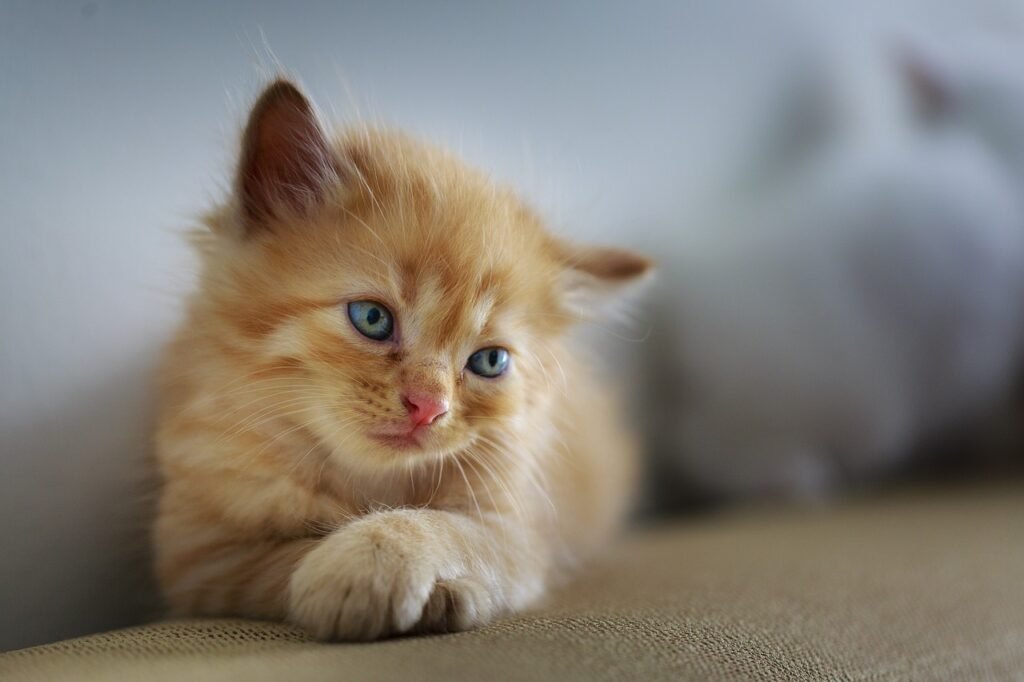 Pet Insurance in Alabama