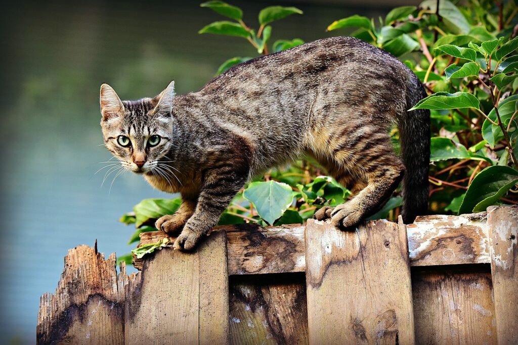 Affordable Pet Insurance: Ensuring the Health and Happiness of Your Furry Friend