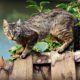 Affordable Pet Insurance: Ensuring the Health and Happiness of Your Furry Friend