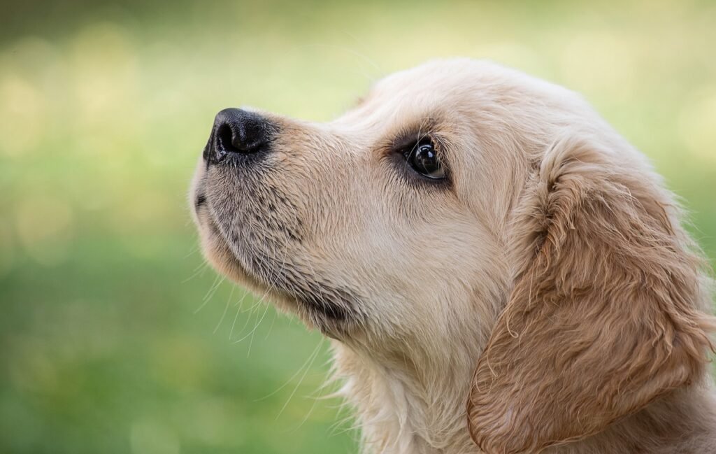 Pet Insurance