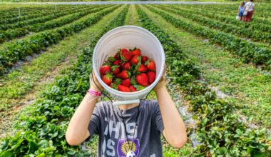 Fruit Picking Jobs in Canada for International Workers