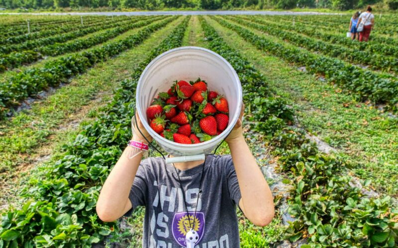 Fruit Picking Jobs in Canada for International Workers