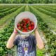 Fruit Picking Jobs in Canada for International Workers